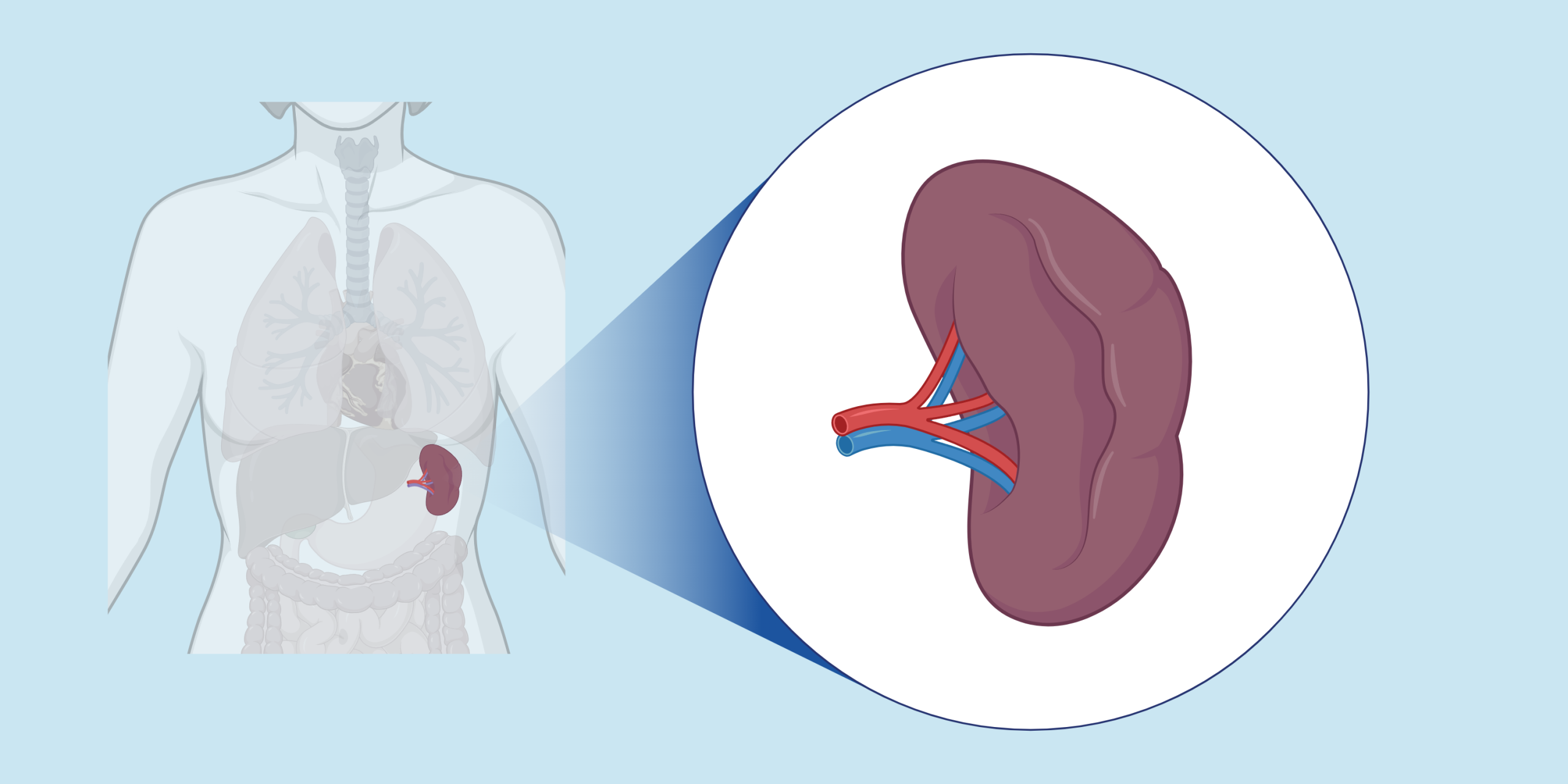 5 Cara Memelihara Limpa Bagi Penderita Anemia